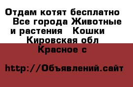 Отдам котят бесплатно  - Все города Животные и растения » Кошки   . Кировская обл.,Красное с.